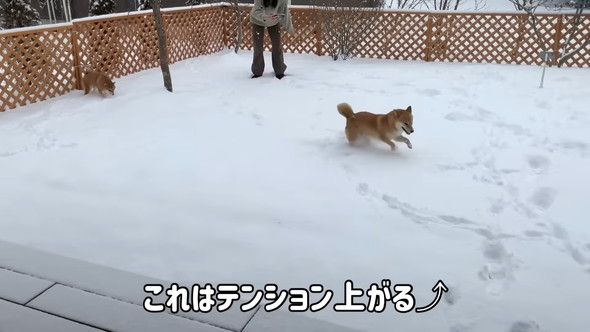 雪の中走るワンコ