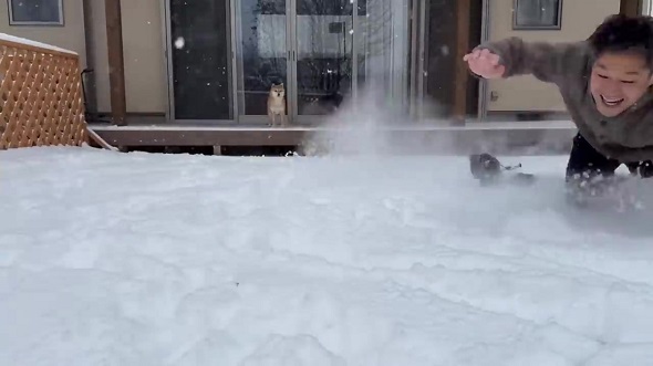 転んだパパを気に掛けるワンコ