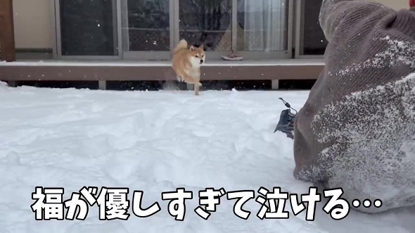 転んだパパを気に掛けるワンコ