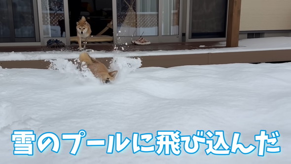 積もった雪に飛び込むワンコ