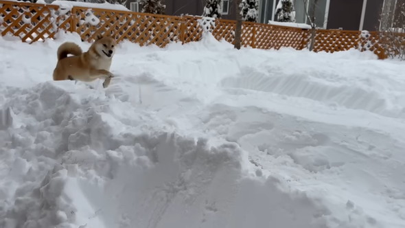 雪の道を走るワンコ