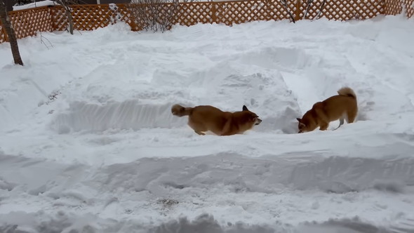 雪の道を走るワンコ
