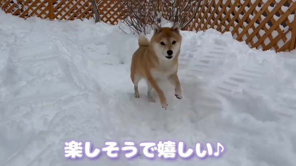雪の道を走るワンコ