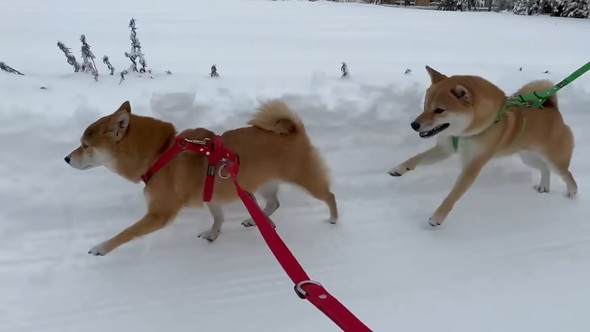 雪の道を散歩する2匹のワンコ