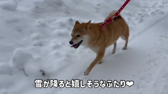 雪の道を散歩するワンコ