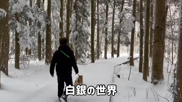 白銀の世界で散歩するワンコ
