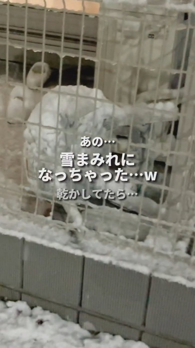 雪原の中を歩く1歳の男の子