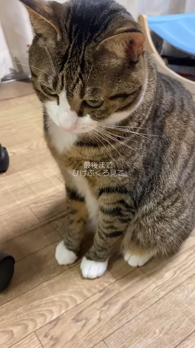 すねている猫ちゃん