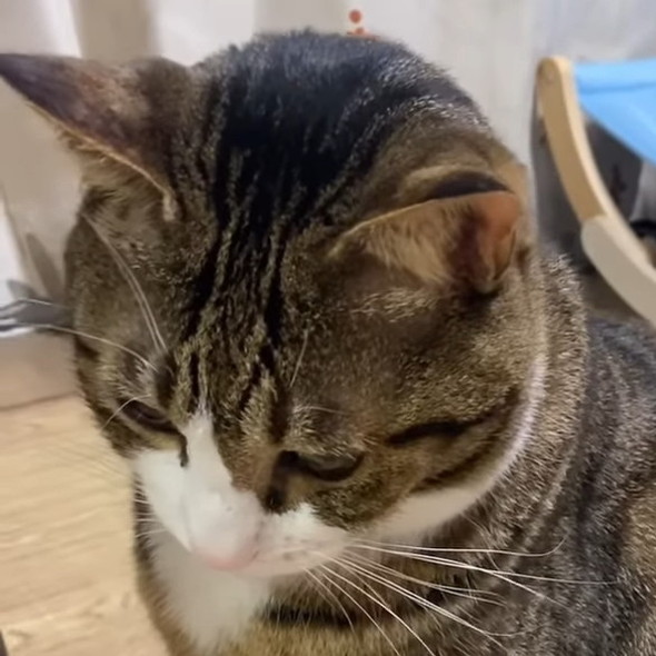 すねている猫ちゃん