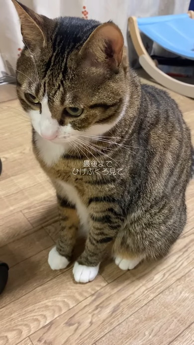 すねている猫ちゃん