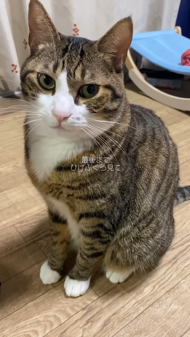 すねている猫ちゃん