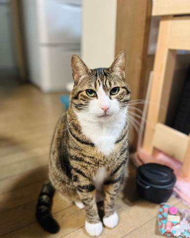 座っている猫ちゃん