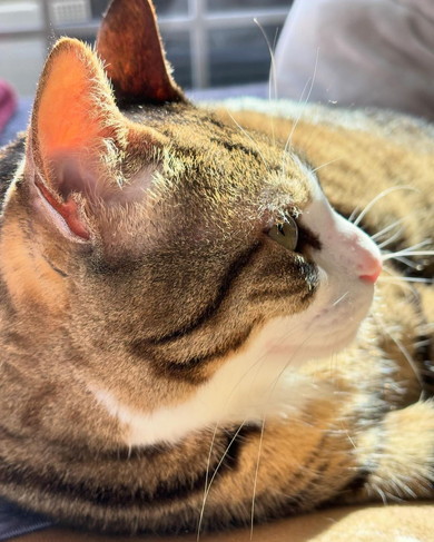 まどろむ猫ちゃん