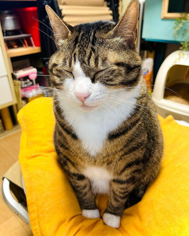 目をつぶっている猫ちゃん