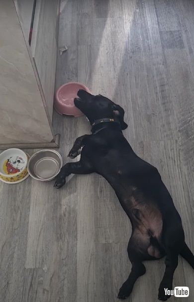 疲れたワンコ水を飲む