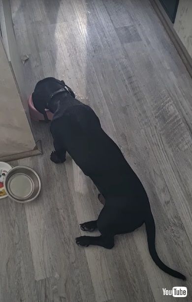 疲れたワンコ水を飲む