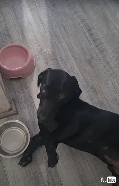 疲れたワンコ水を飲む