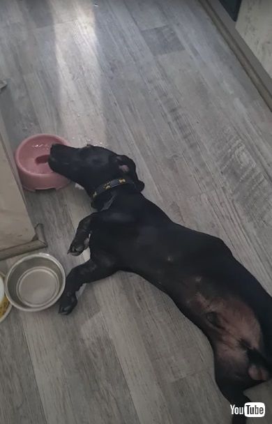 疲れたワンコ水を飲む