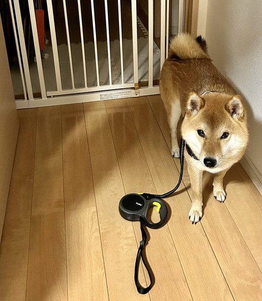 リードつけたワンコ