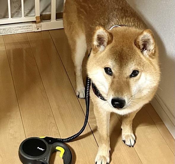 リードつけたワンコ