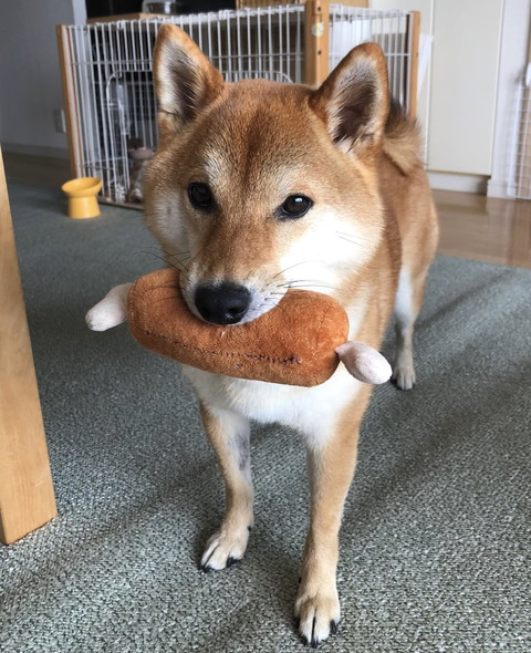 肉のオモチャとワンコ