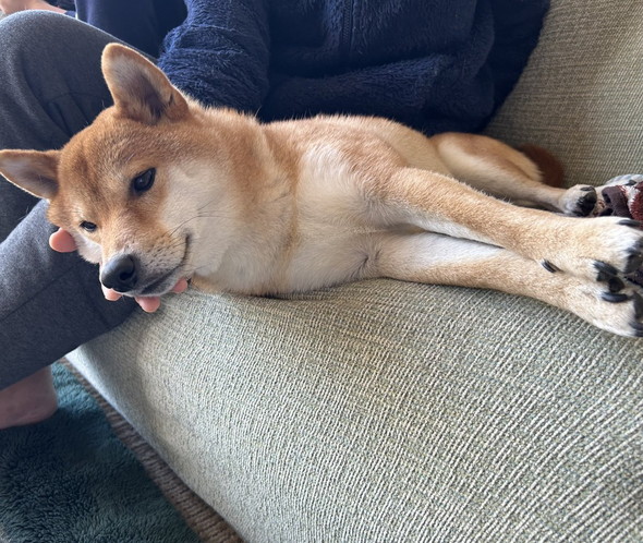 頭を支えられるワンコ