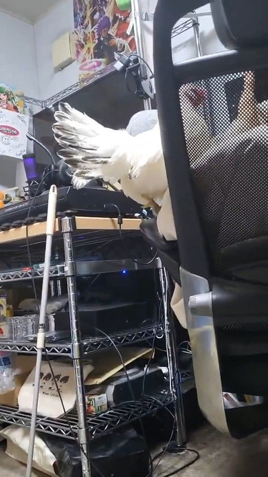 イスに乗った鳥