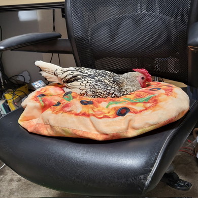 イスの上のニワトリ