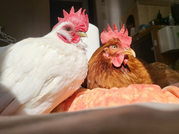 どこかを見るニワトリ