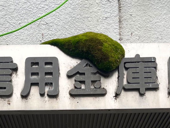 かわいいコケ（アップ）