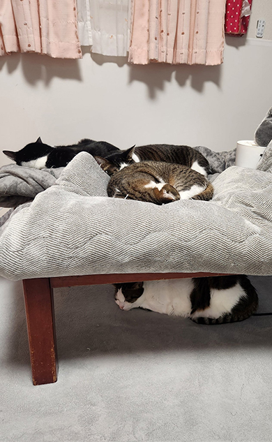 こたつの上と下に猫ちゃん