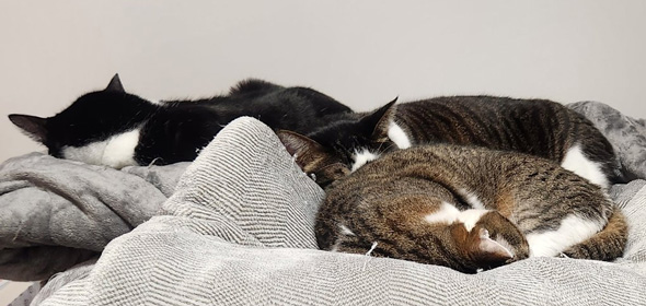 こたつの上の猫ちゃんトリミング