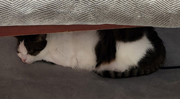 こたつの下の猫ちゃんトリミング