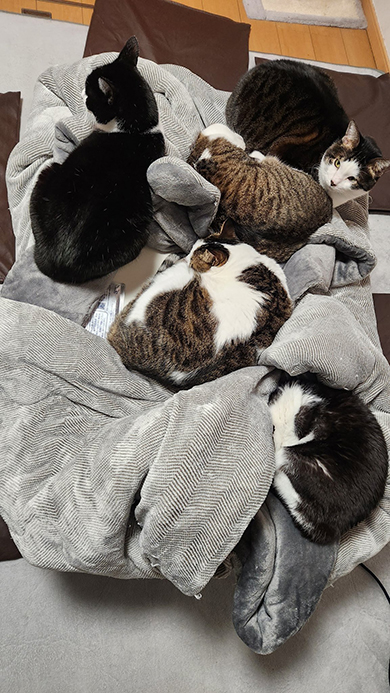 こたつの上に5匹の猫ちゃん