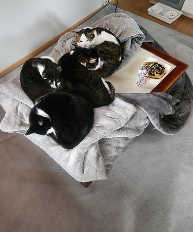 こたつの上に猫ちゃんとお好み焼き