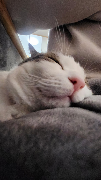 こたつでとける猫ちゃん