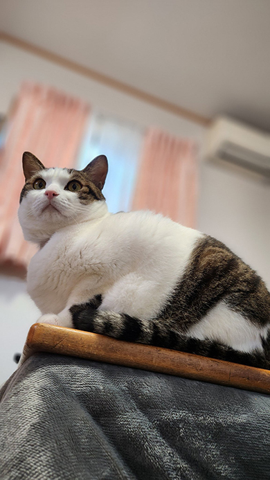 こたつの上で何かを見つめる猫ちゃん