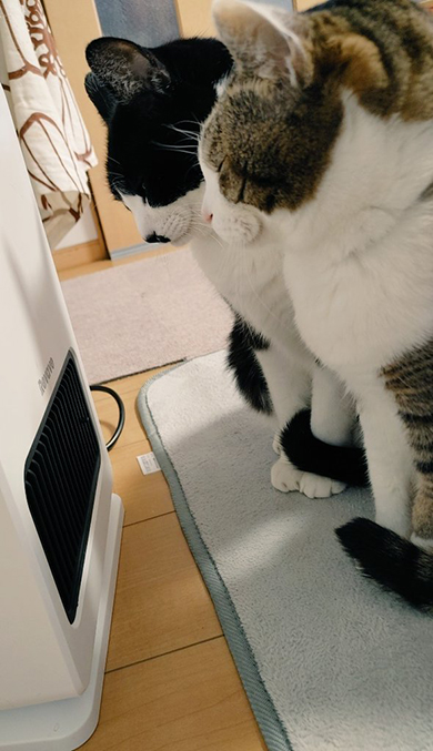 ファンヒーターの前に2匹の猫ちゃん