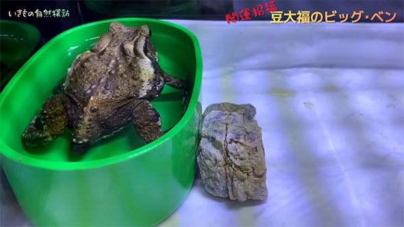 ウンチの出はじめ