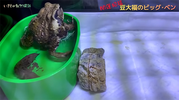 出きったウンチ