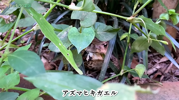 アズマヒキガエル