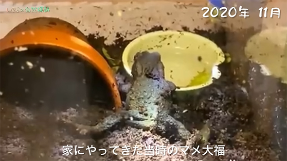 家にやってきた当時のマメ大福