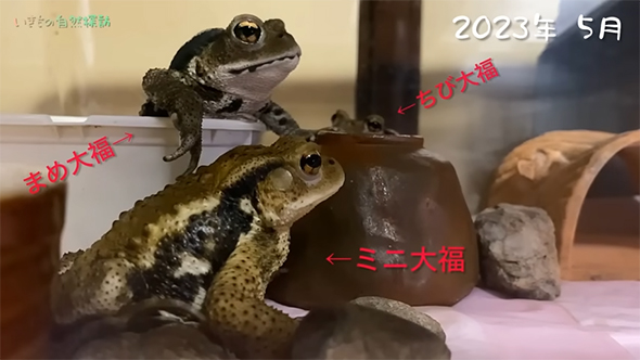3匹のヒキガエル