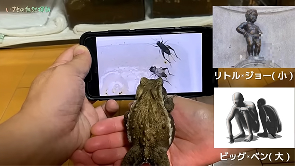 リトルジョーとビッグベン