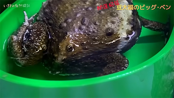 ヒキガエルのおしりアップ