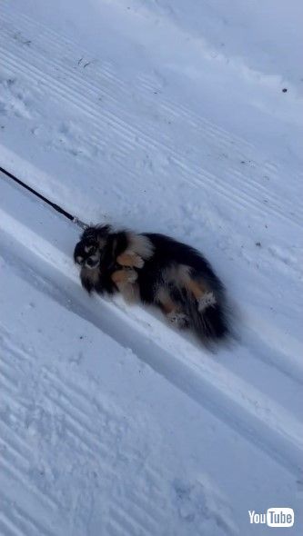 雪道で引きずられる犬