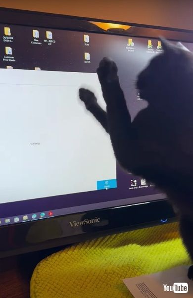 ドットに夢中のニャンコ