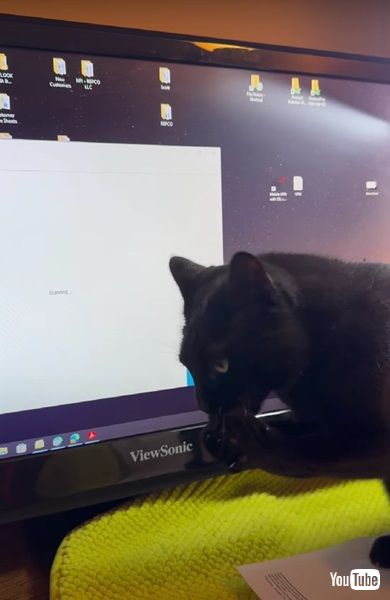 ドットに夢中のニャンコ