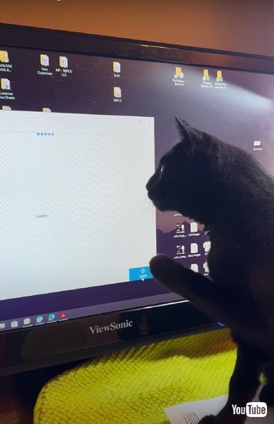 ドットに夢中のニャンコ