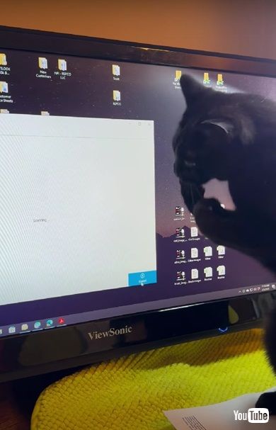 ドットに夢中のニャンコ